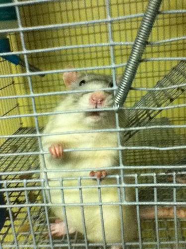-----> Handsome Rats ----> Pets only!!