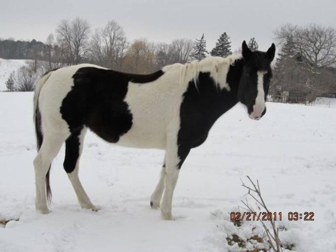 10 YEAR OLD BLACK AND WHITE TOBIANO MARE