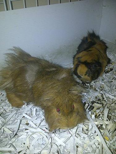 2 Adult Guniea Pigs and cages