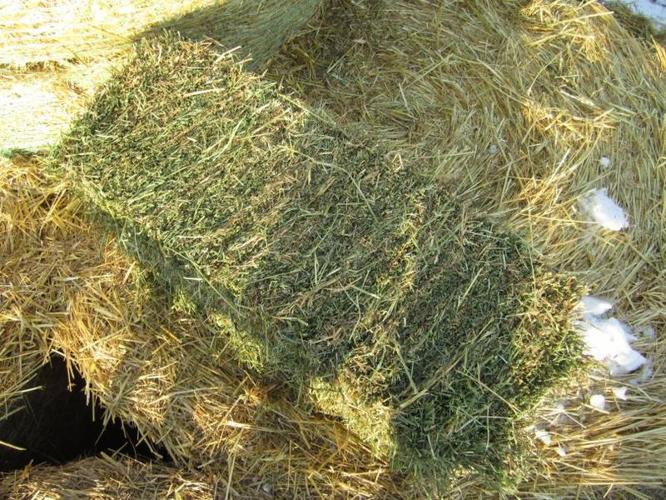 2nd Cut Square Hay Bales For Sale In Westlock Alberta Local Market Pets