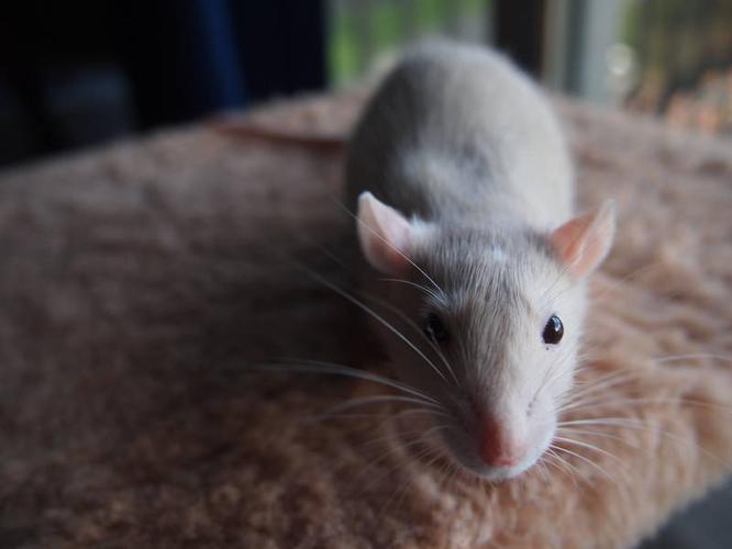 3 handsome male rats for adoption! With new cage