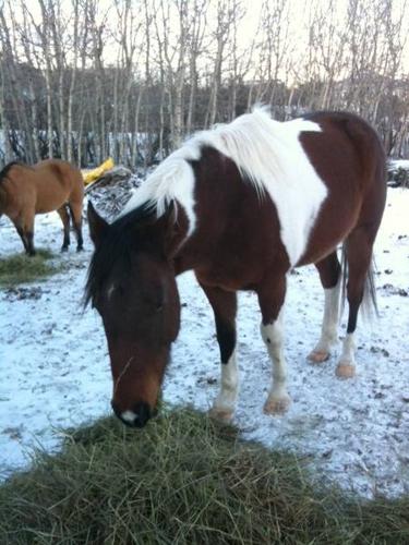 4 year old Registered Paint Gelding