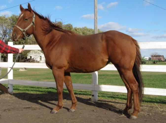 4 yr old registered QH mare