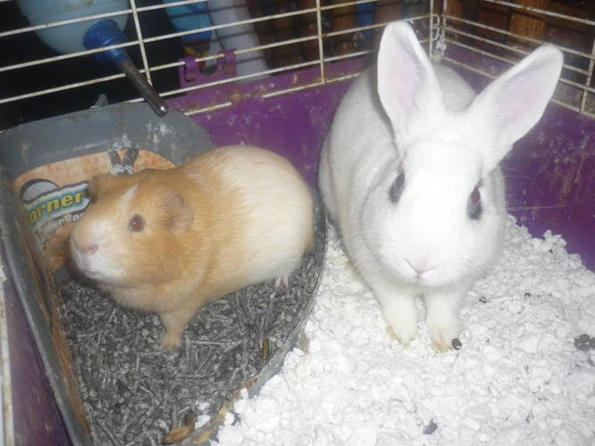 Adorable Dwarf bunny and Guinea pig