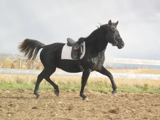 Andalusian x gelding
