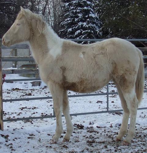 APHA registered Fillies and Colts - For Sale -Delivery Available