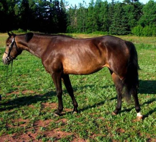 awesome horse for a steal of a price!