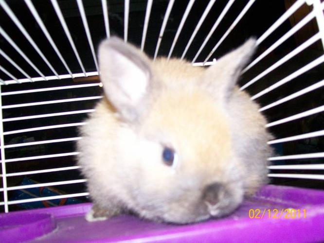 Baby bunny Dwarf Lop