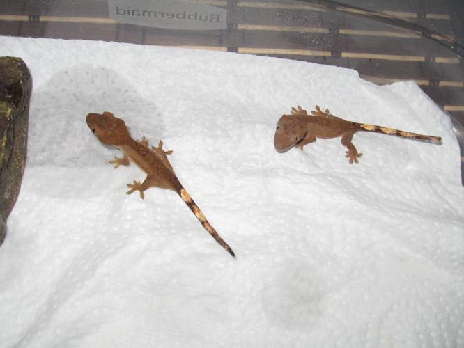 Baby crested Geckos for sale (mild tiger)