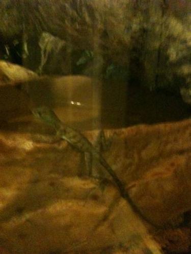 baby lizards for sale