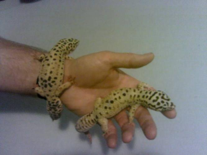 Beautiful Breeding Pair Of Leopard Geckos With All You Need