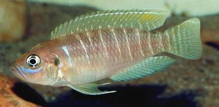 Beautiful Dwarf African Cichlid Fish