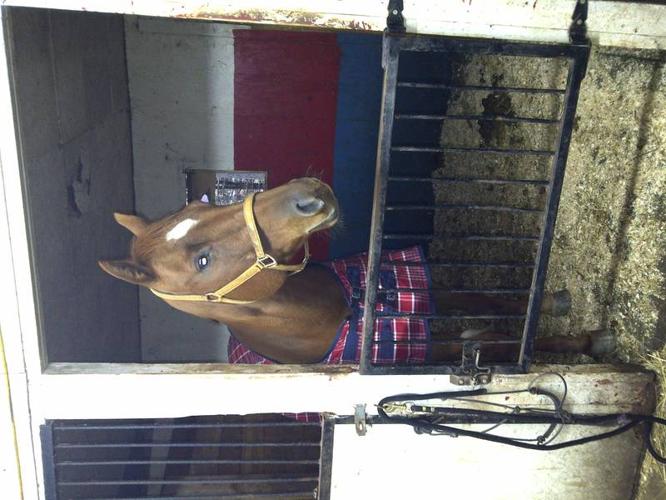 Beautiful Registered QH mare for sale!