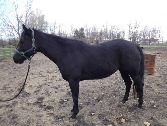 Black AQHA 3 yr old mare for sale