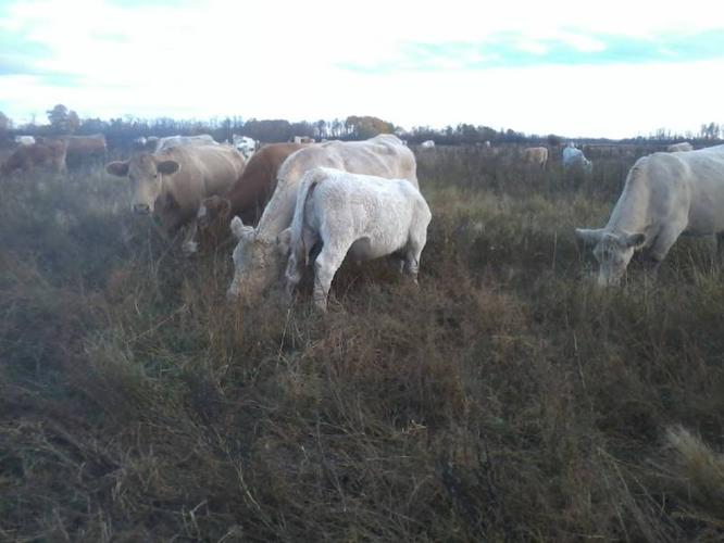 Bred Charolais X Cows for sale