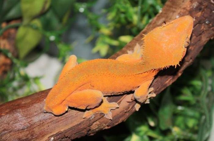 Breeding Pair of Crested Geckos With Tank