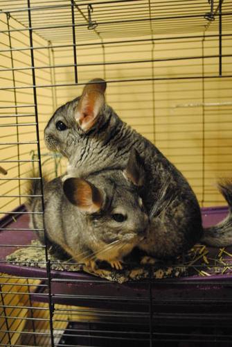 Chinchillas for sale to loving home
