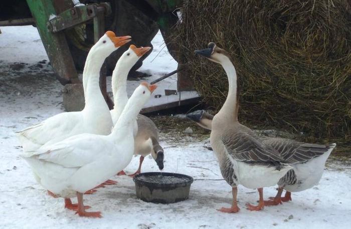 Chinese Geese and white turkeys
