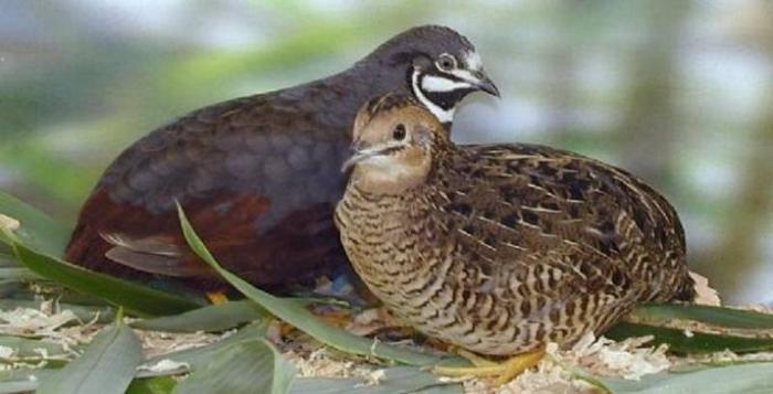 Chinese Painted Quail chicks (2 days old )