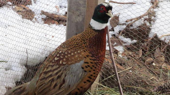 Chinese Ringneck Pheasants for sale