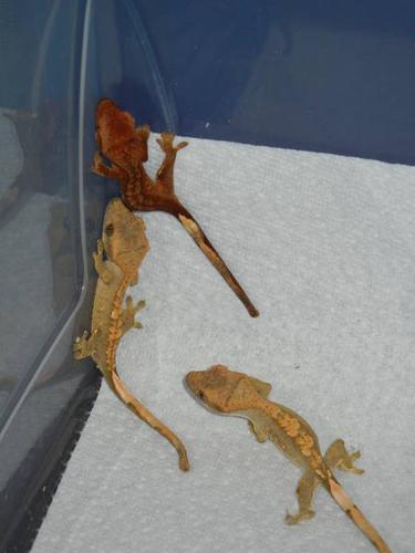 CRESTED GECKO BABIES !!