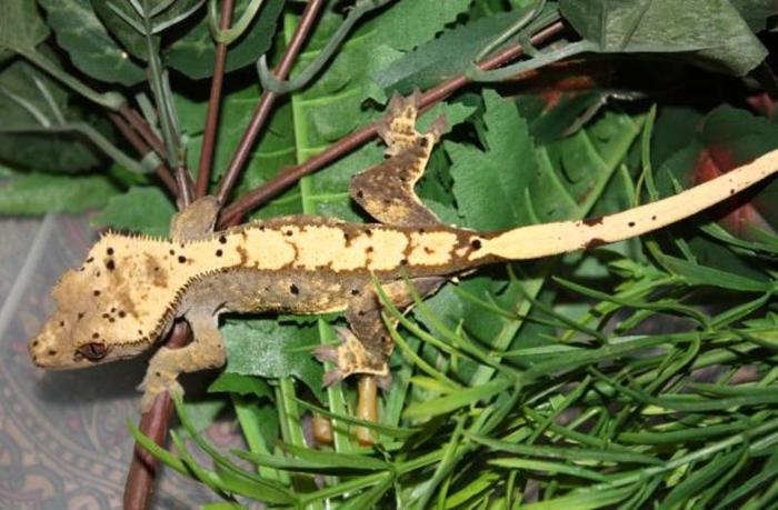 Crested Geckos, Gargoyles, Sarasinorum For Sale