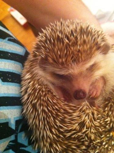 Cute, lovable, baby hedgehog for sale!