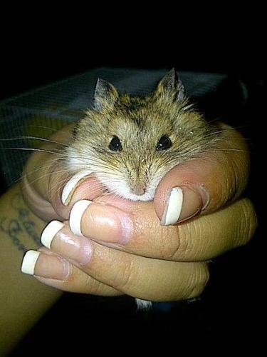 Dwarf Hamster with cage & food