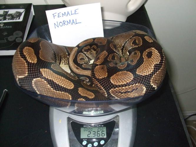 Female Ball Pythons - On Sale