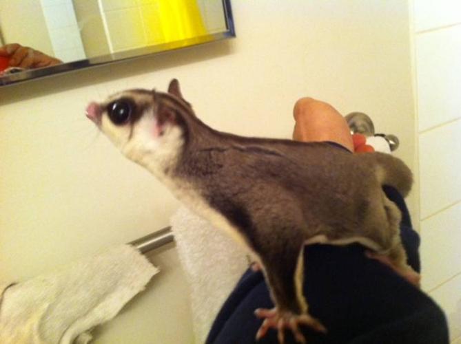 Female white faced sugar glider, cage and accesories