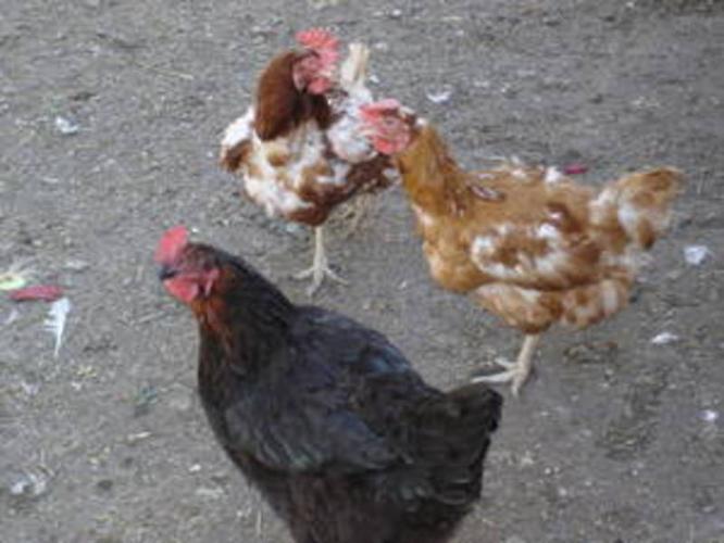 Free Range Grain Fed Chickens Eggs For Sale