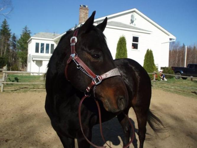 Great Starter Barrel Horse for Sale or Lease! NEW PIX and VIDEOS