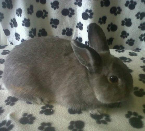 Grey Dwarf Bunny - Free to Good Home