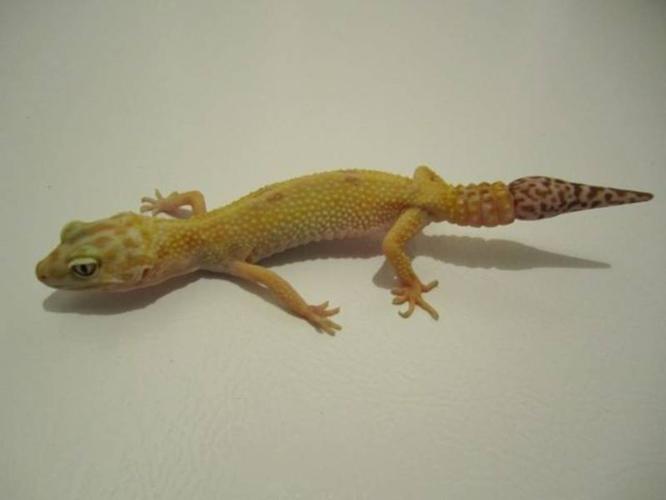 High end leopard geckos, fat tail geckos for sale and terrariums