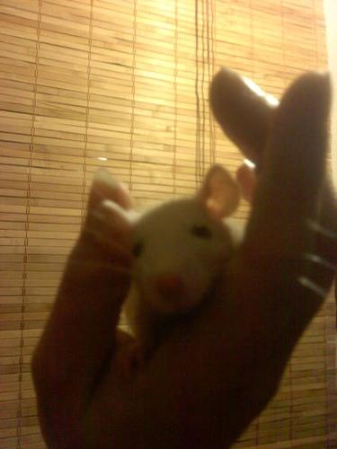 Hooded Rats 4sale