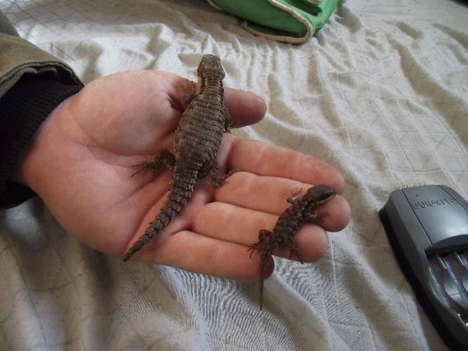 Jones Armadillo Lizards For Sale For Sale In Millet Alberta Local Market Pets,Strollers That Face You