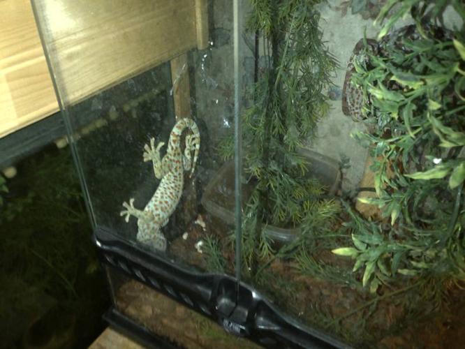 Male and Female Tokay Gecko's