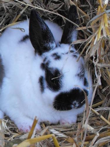 Mini Rex bunnies for sale