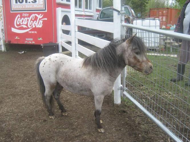 Miniature appaloosa stud 8 y/o double registered 31inches