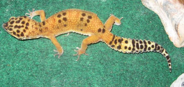 Orange Leopard Gecko