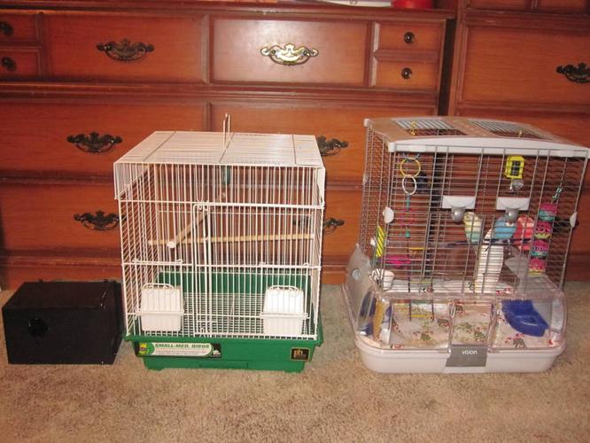 Pair of Budgies for sale