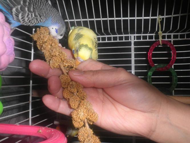 Pair of Budgies with Cage
