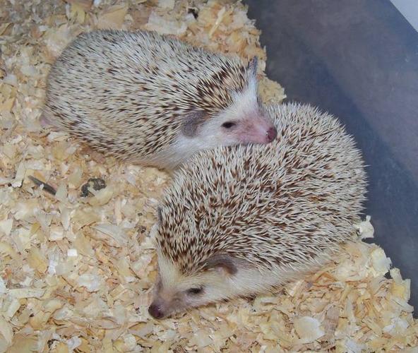 Pair of hedgehogs for sale