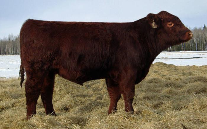 Polled Red Shorthorn Yearling Bulls