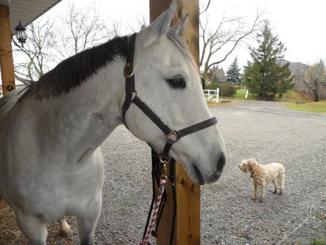 Pretty Grey Quarter Horse Mare for sale