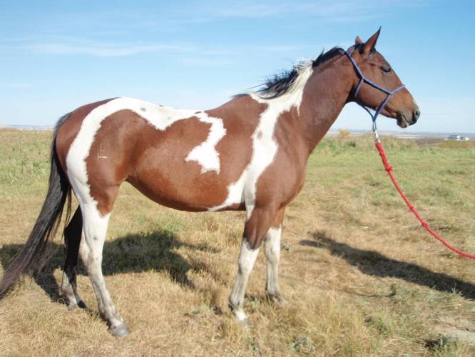 *PRICE REDUCED* BRED MARE WITH AQHA Super horse in her pedigree