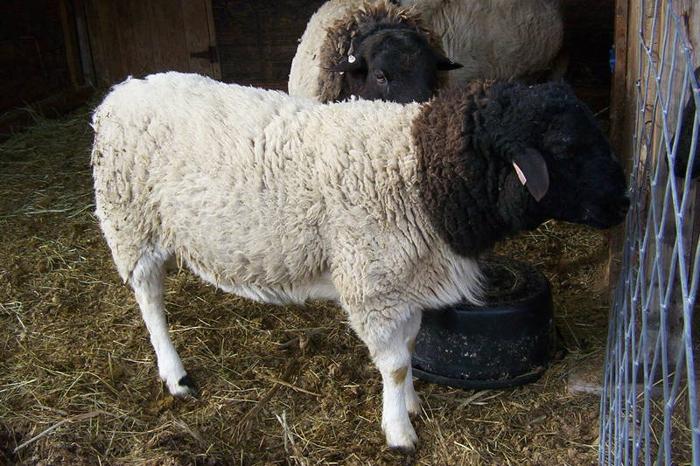 Purebred Dorper Sheep Ram