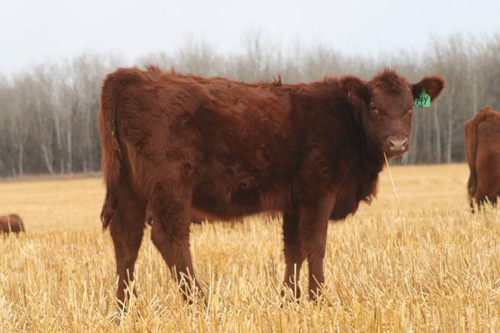 Purebred Red Angus Heifers For Sale