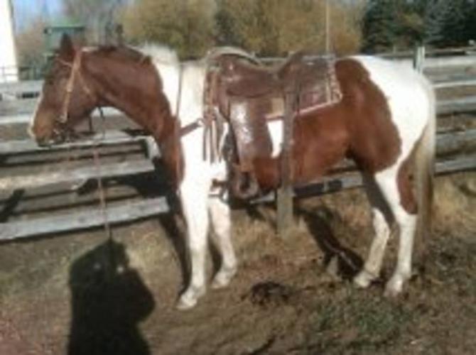 Reduced BROKE!Ranch/performance/rope/rein!Safe!Top bred cowhorse