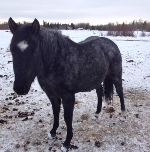 Registered quarter horse filly